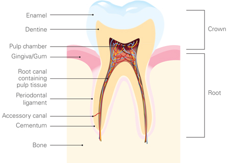 Tooth-Basics-V3-062012